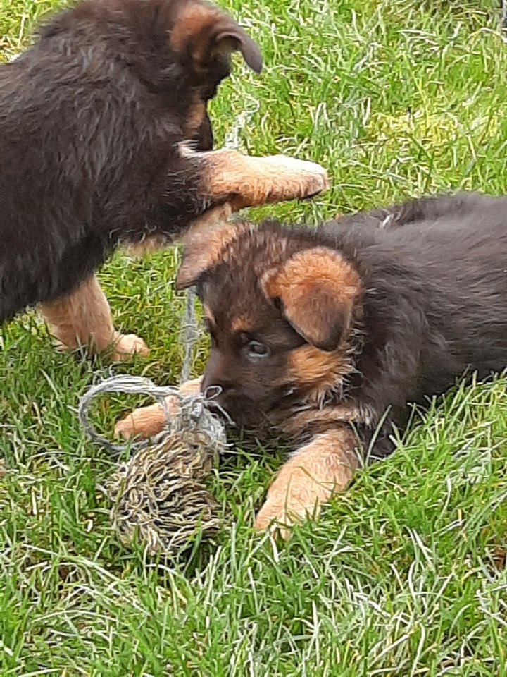 Sehr schöne schwarz-braune Schäferhundwelpen - Hunde - Reichardtswerben