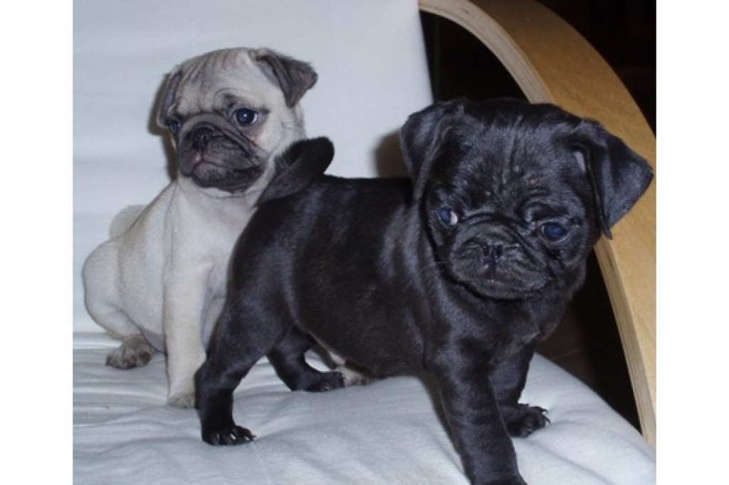 Mini Mini Mini Reinrassige Beige Mops Welpen - Hunde - 20095