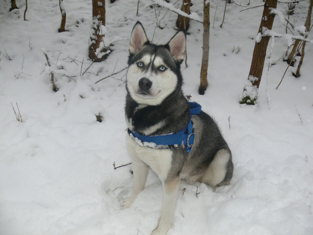 Schöne Huskyhündin sucht Huskyrüde - Hunde - Schlechtenmühle