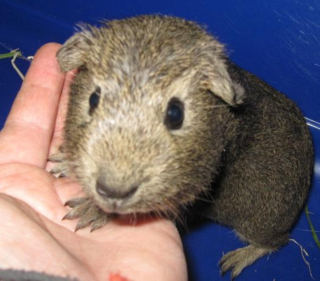 Junge Meerschweinchen abzugeben - Nagetiere - Stadtoldendorf