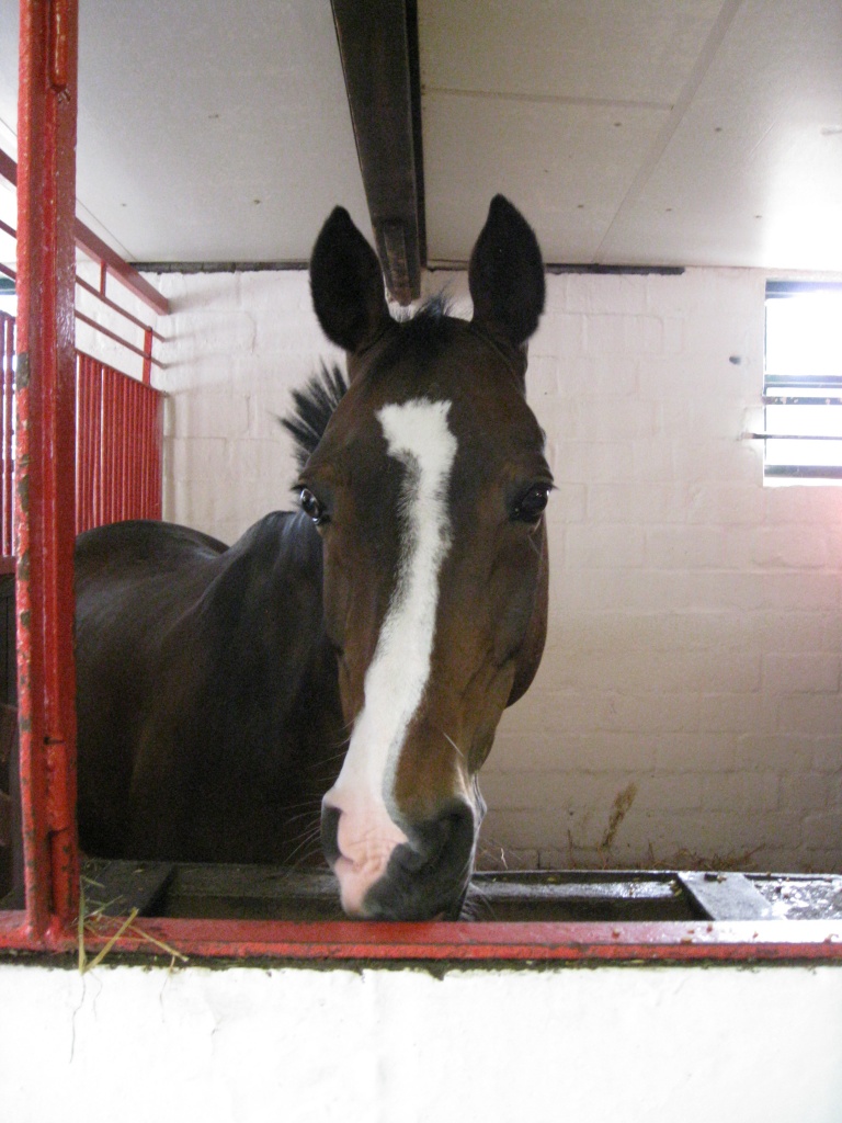 Biete Reitbeteiligung an Dressurendmaßpony! - Pferde - Krefeld