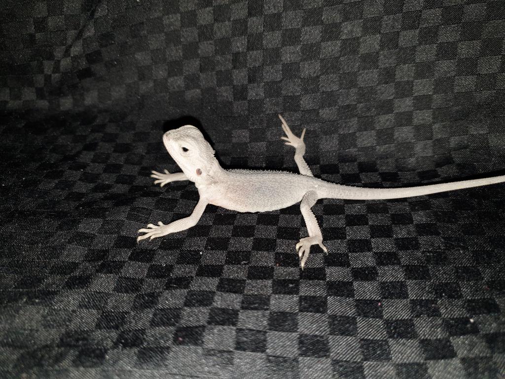 Seltene weiße und rote Bartagamen Pogona Vitticeps - Reptilien - Seligenstadt