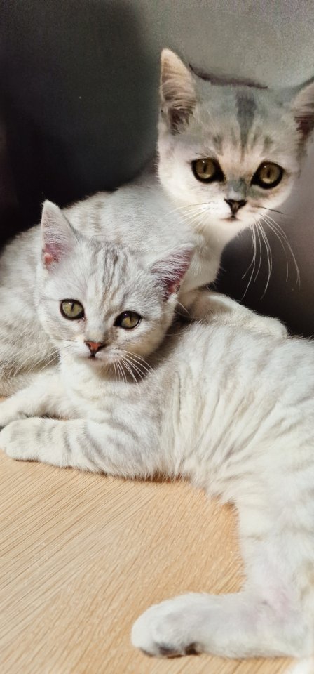 Bkh Kitten / British Kurzhaar Kitten - Katzen - Bad Driburg