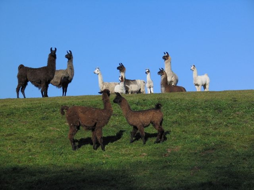 Kaufe Lamas und Alpakas - Nutztiere - Austria