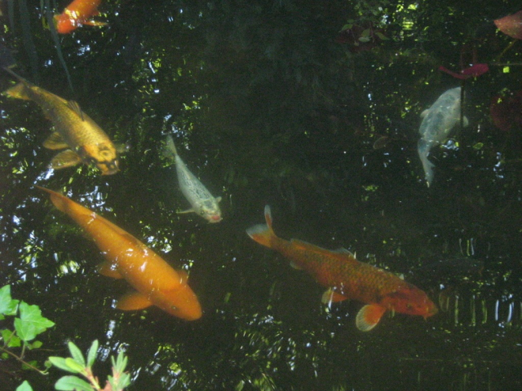 Teichaufgabe große 40-65cm Kois preiswert abzugeben - Fische - Datteln
