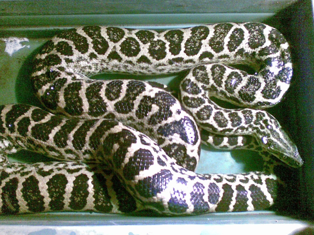 2 Anaconda m/w mit Papiere nur zusammen - Reptilien - Sinsheim