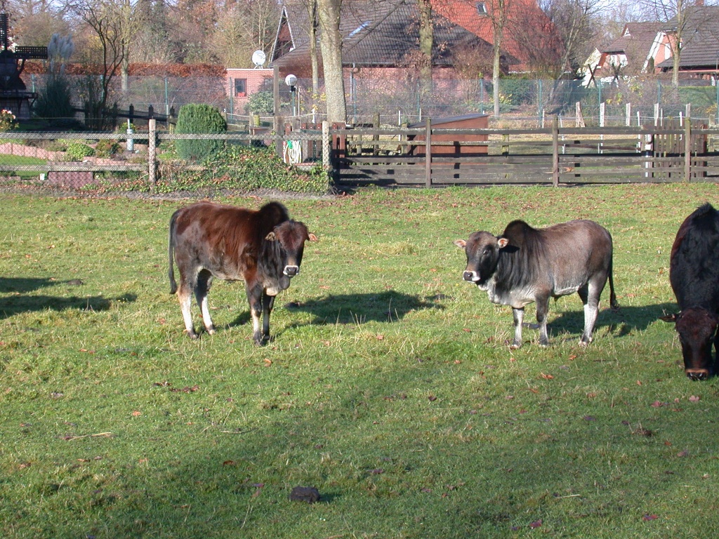 2 Zebu-Jungbullen - Tierboersen - Hude Oldenburg