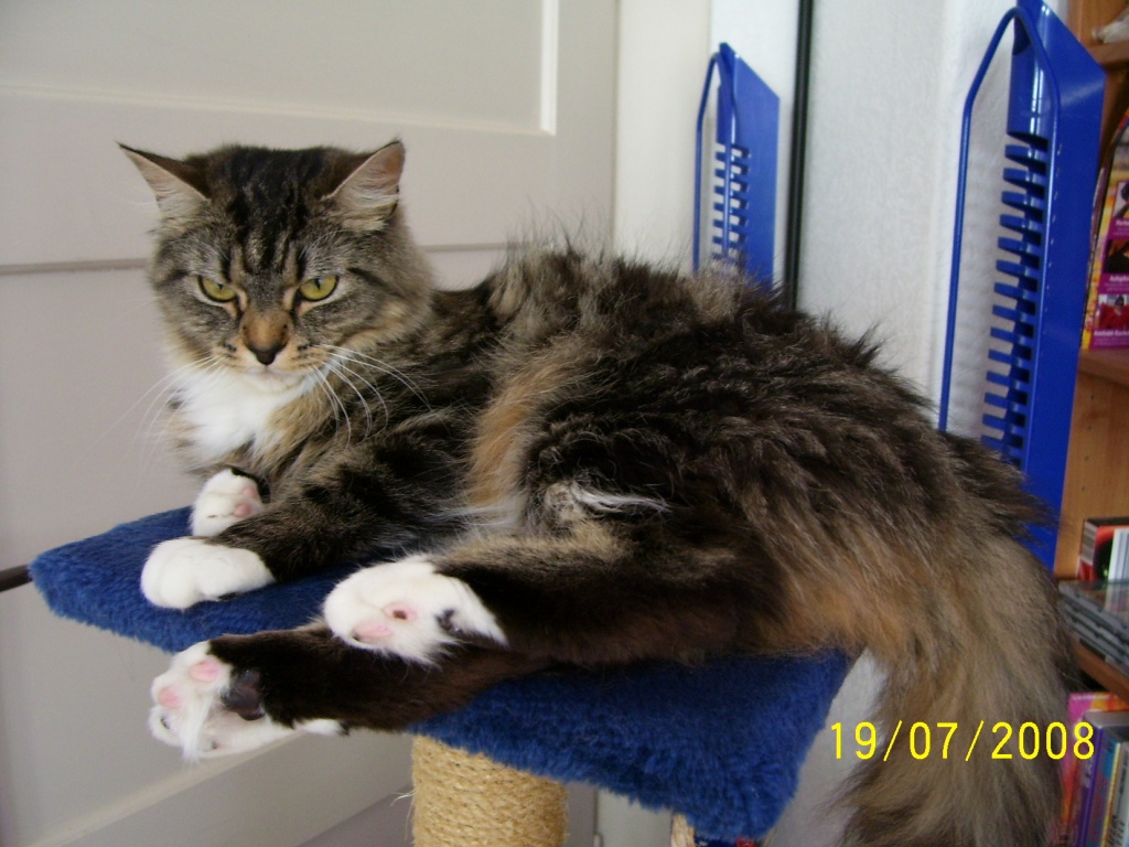 Schöne Maine Coon- Perser- Mix Dame.. - Katzen - Feucht