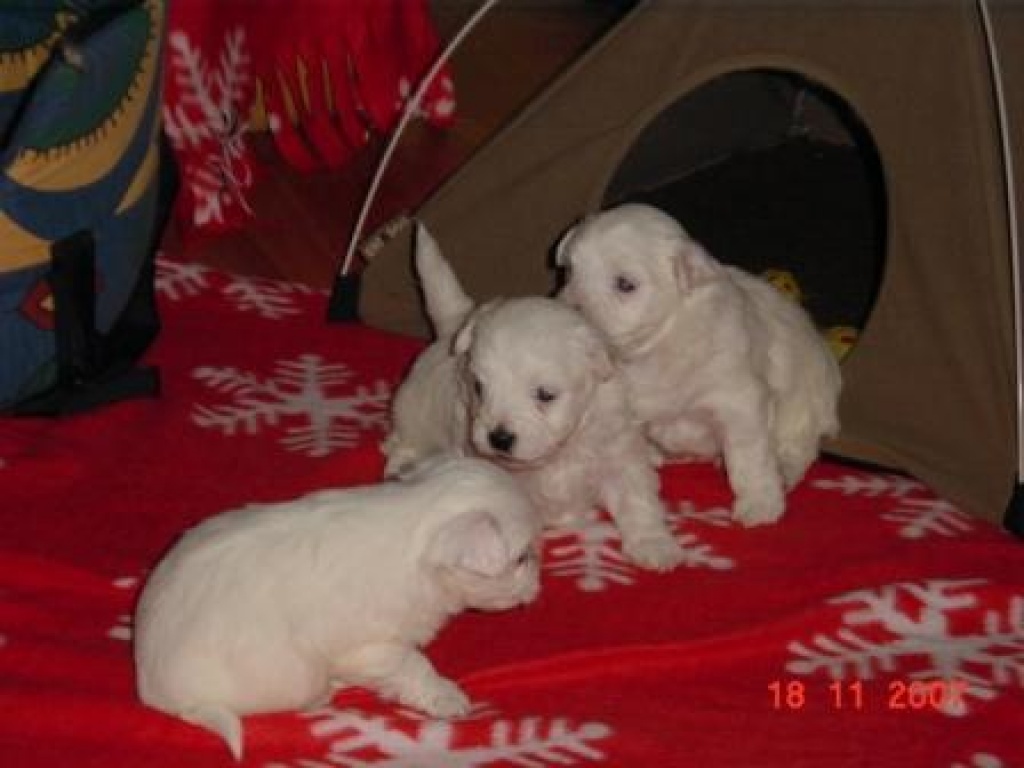 Malteserwelpen 2 Rüden, 1 Hündin - Hunde - Berlin