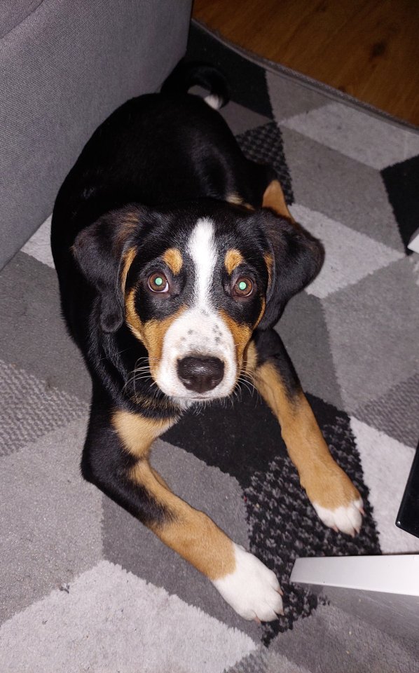 Schöne reinrasssige Appenzeller Sennen Dame- Welpe 13 Wochen alt - Hunde - Mönchengladbach 