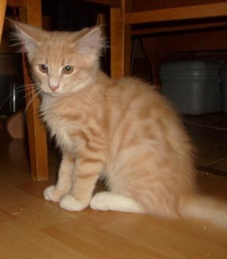 Verschmusste norwegische Waldkatzenkinder suchen Dich - Katzen - 29359