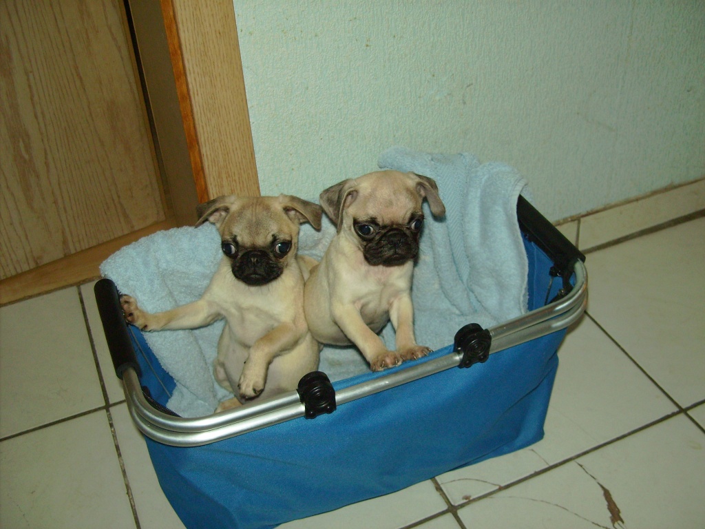 Mopswelpen - Hunde - Gönnheim