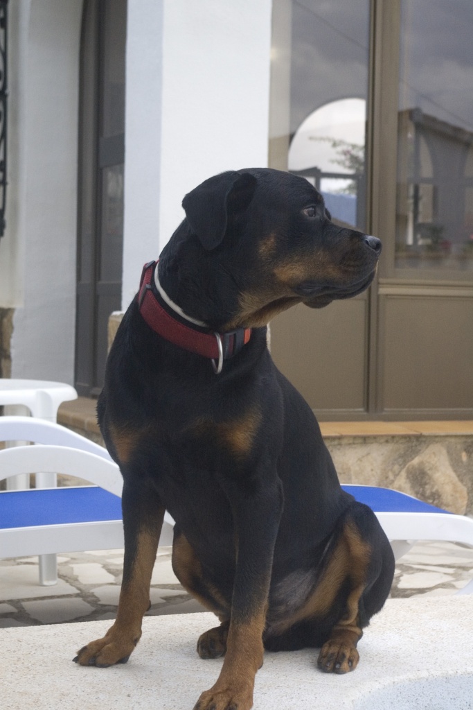 Weißer Boxerwelpe gesucht - Hunde - Zell am Harmersbach