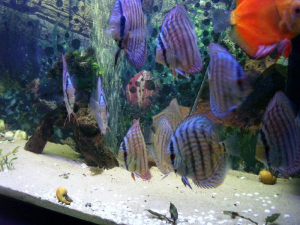 Diskus Rottürkis/Kobaltblau 10 - 12 cm - Fische - Wiefelstede