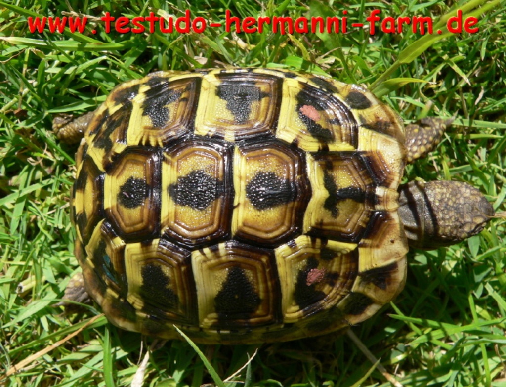 Testudo hermanni hermanni Italienische Landschildkröten Nachzucht 2021 - Reptilien - Kamen