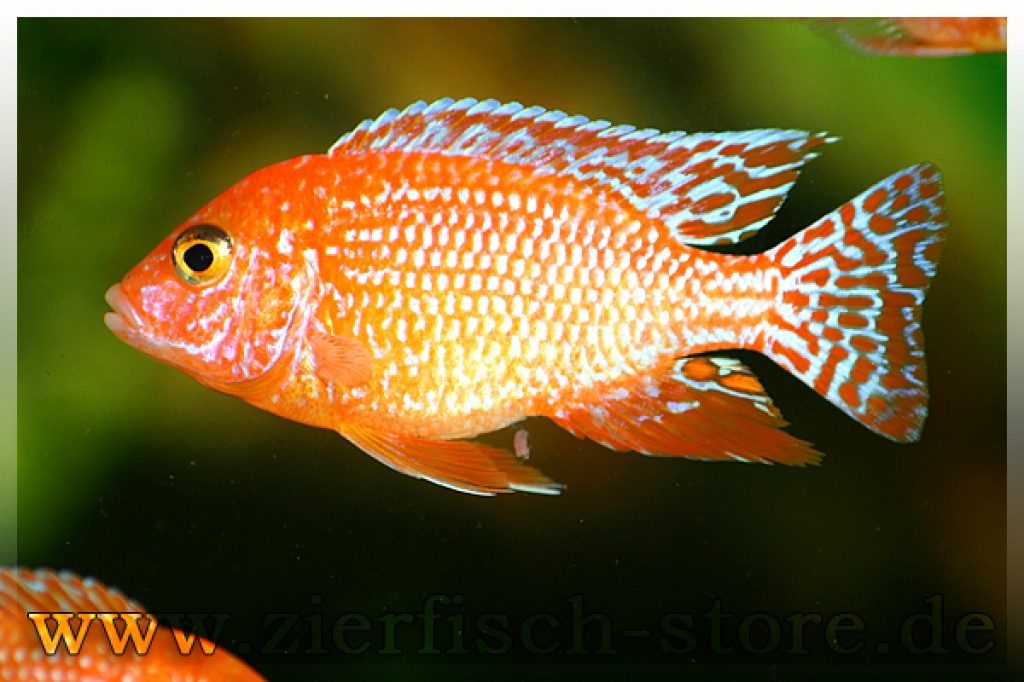 Die größte Auswahl Malawis im Netz | kleine Preise!!! - Fische - Caaschwitz