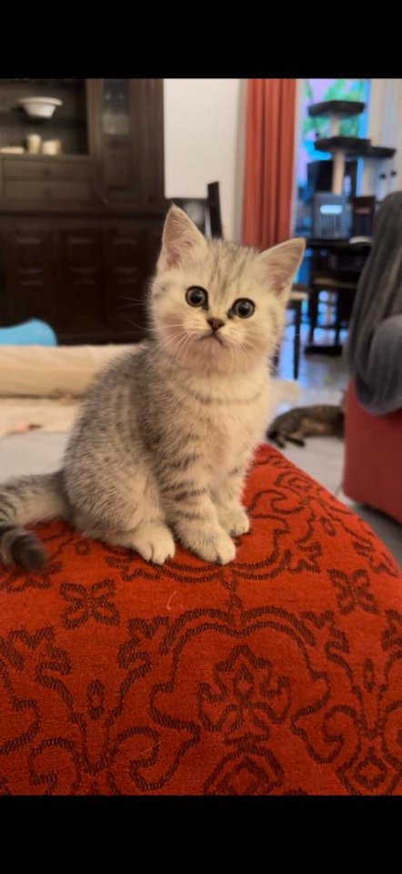 Reinrassige Britisch Kurzhaar Katzenbabys suchen ein schönes zuhause! - Katzen - Schöneck
