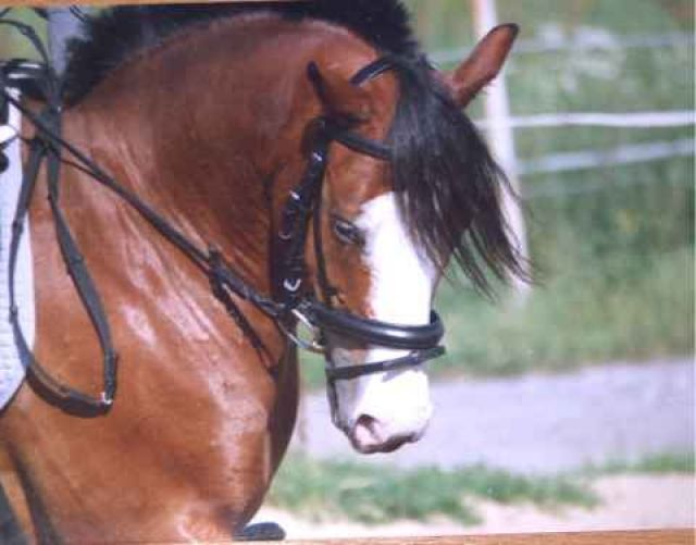 Bieten eine RB an meinem deutschen Reitpony    Bochum-Gerthe - Reitbeteiligung - Bochum