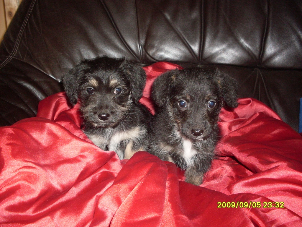 Bolonka mix babys - Hunde - Helbedündorf