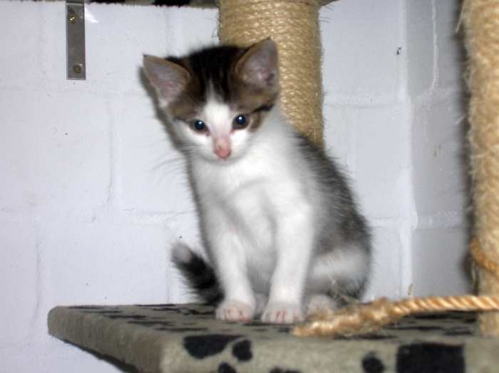 Katzenbabys Leo und Luis, schüchtern = chancenlos??? - Katzen - Oberhausen