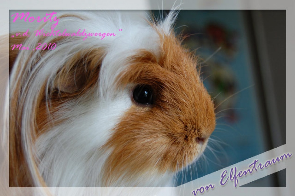 Rassemeerschweinchen und Liebhaber suchen neues Heim! - Nagetiere - Mühlhausen Ehingen