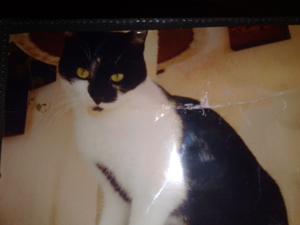 Kater zugelaufen - Entlaufen Zugelaufen - Bad König