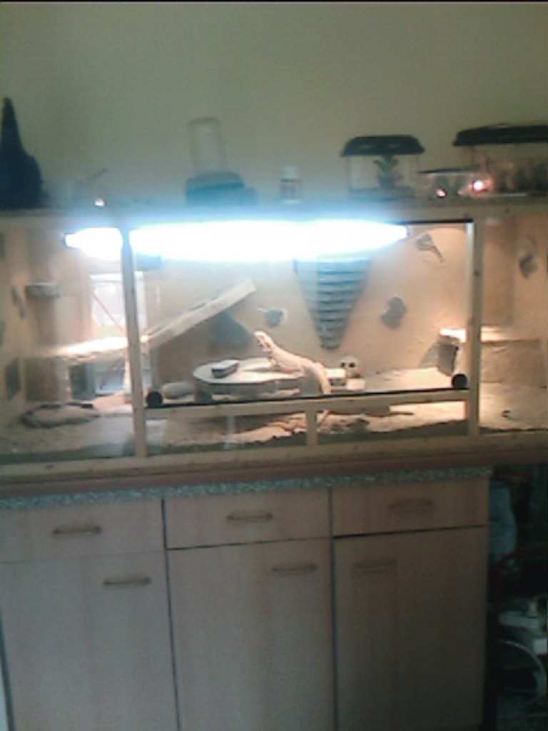 Bartagamenpärchen in liebevolle Hände zu geben - Tierboersen - Berlin