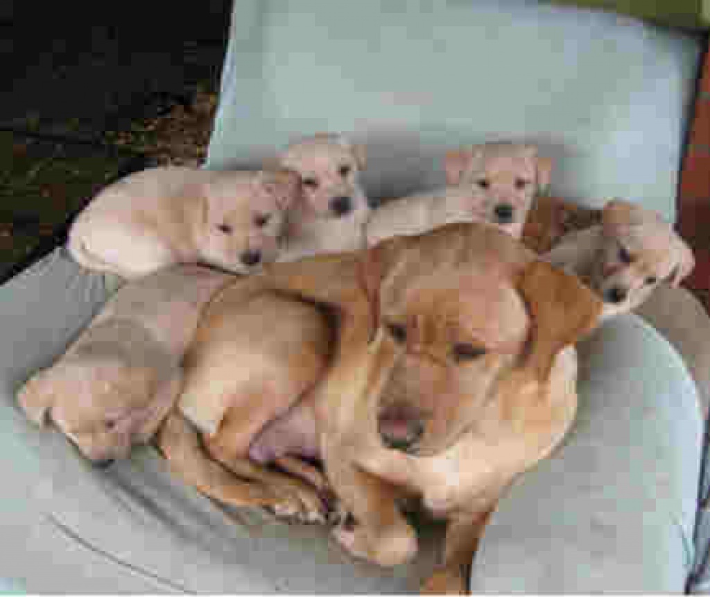 Labradorwelpen - Hunde - Kolkwitz