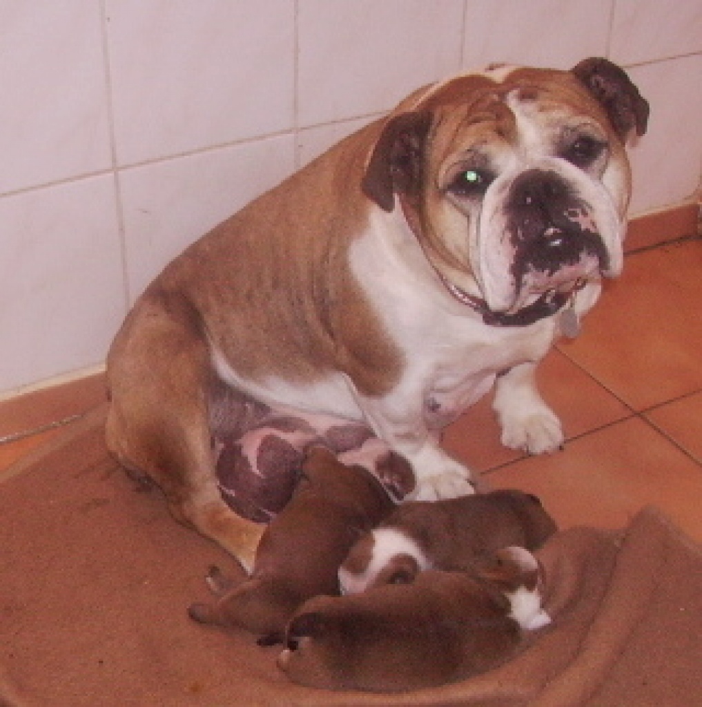 English Bulldogwelpen ab Mitte August - Hunde - Wriezen