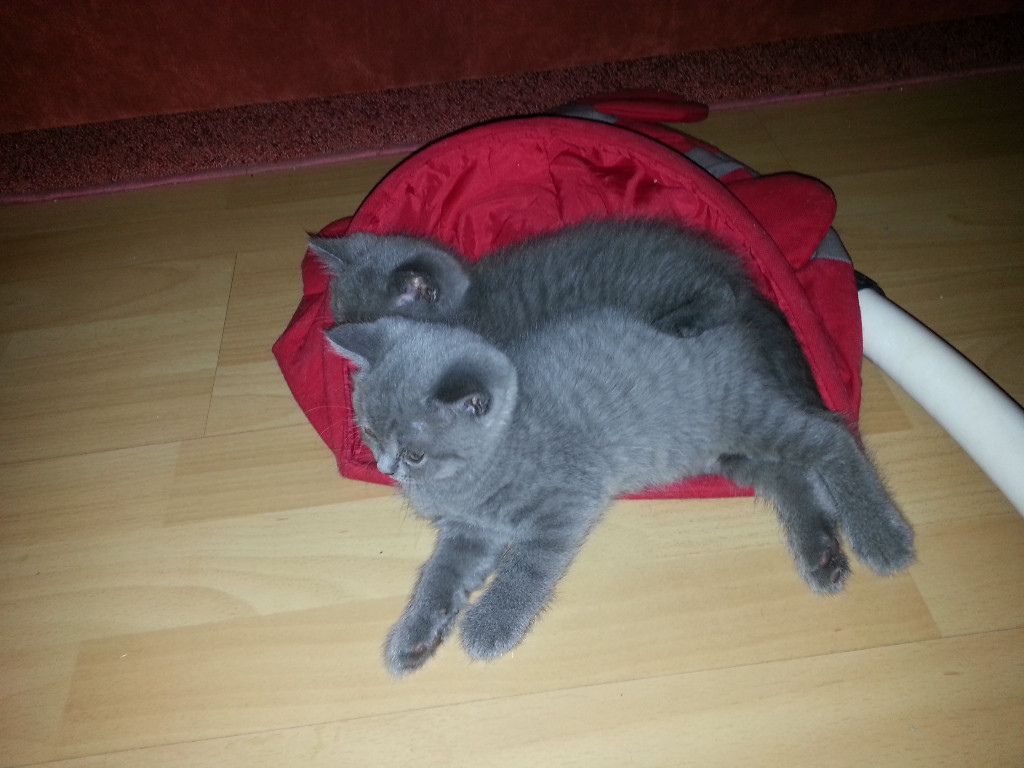 BKH Kitten - Katzen - Essen
