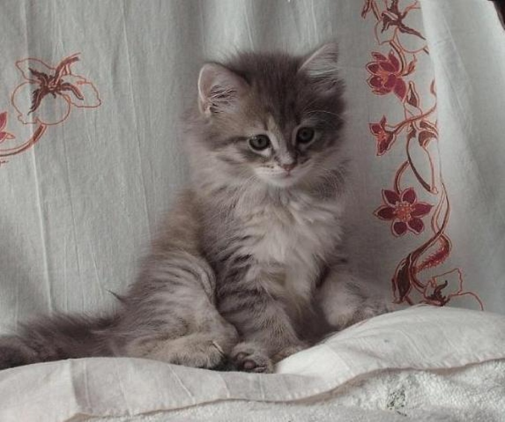 Sibirische Katzenbabys from Amavi ::.. - Katzen - Wroclaw (Breslau)