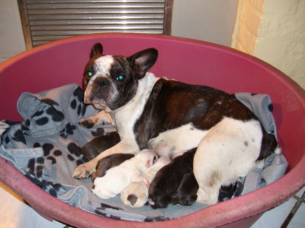 FRANZÖSISCHE BULLDOGGEN WELPEN 	 FRANZÖSISCHE BULLDOGGEN WELPEN - Hunde - Nähe Nienburg