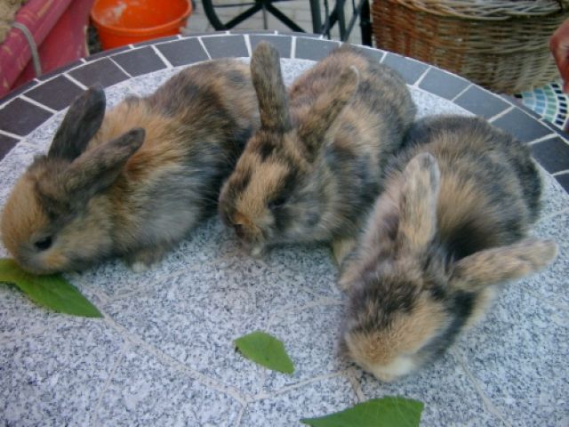 Zwergwidderhäsin, japanerfarbig, geb. 19.04.09 sucht Möhrchenspender - Hasen Kaninchen - Berlin - Mahlsdorf/Süd