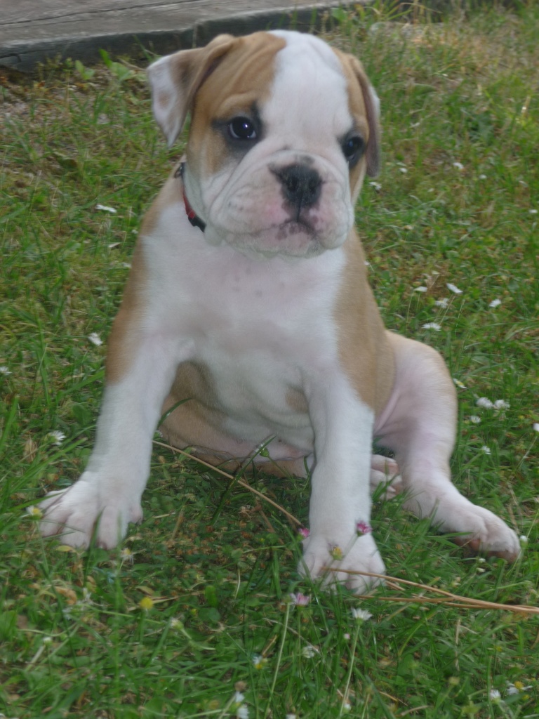 8 Wochen altes Old Englisches Bulldoggen-Mädchen (Welpe) zu verkaufen - Hunde - Hamburg