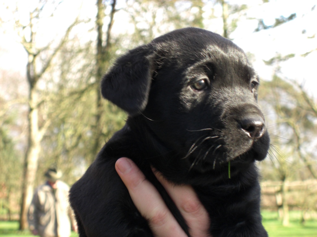 Hübsche Labradorwelpen zu verkaufen - Hunde - Rahden
