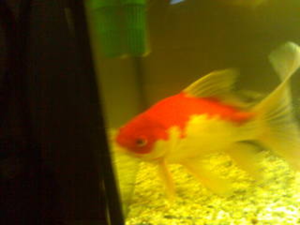 Biete 1 Paar Sarasa Goldfische - Fische - Fürth