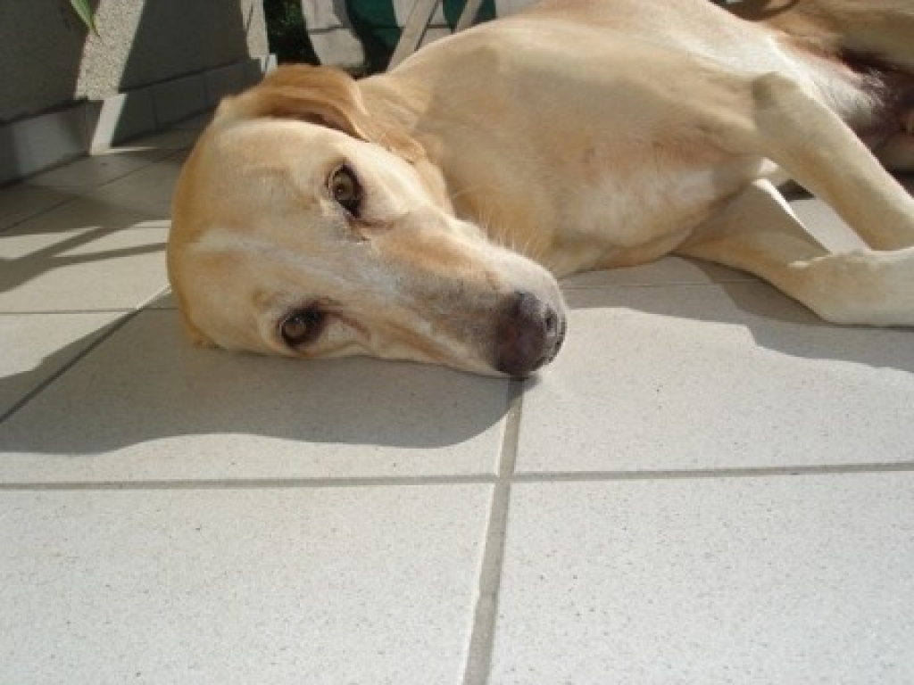 Suche Hundebetreuung - Hunde - Groß Gerau