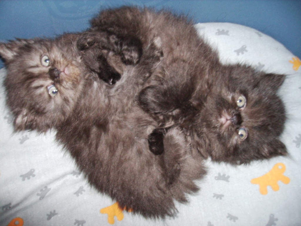 Perserkatzen, geb. 08.08.2021 - Ende Oktober abzugeben !!! - Katzen - Augustdorf