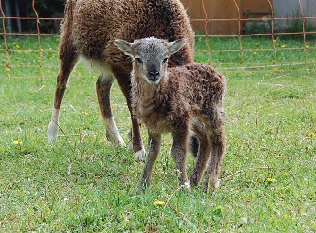 2 Soay-Bocklämmer und 1 weibl. Lamm abzugeben, auch einzeln - Nutztiere - Bobbau