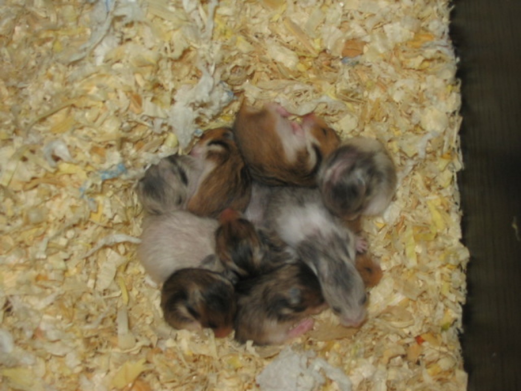 Teddyhamsterbaby´s - Nagetiere - Herten