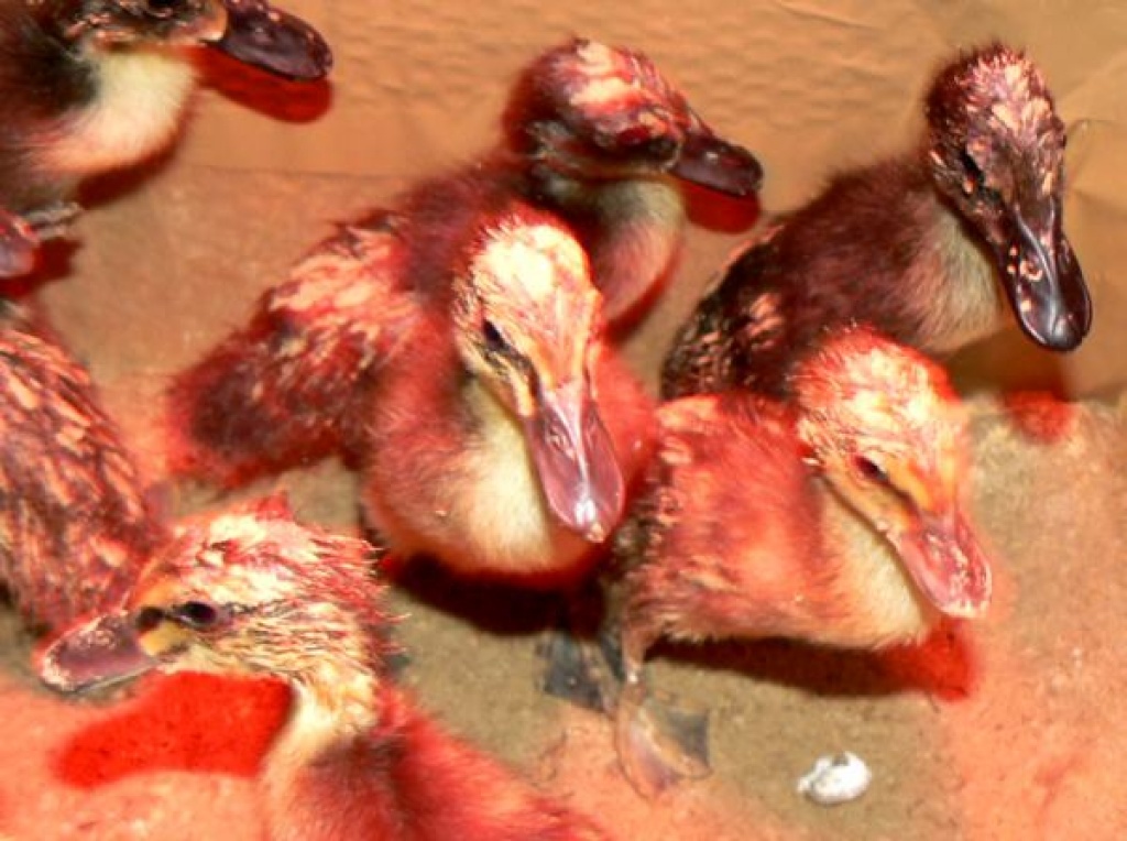 Laufenten abzugeben - Nutztiere - Ranstadt