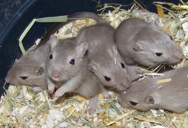 3 Buben aus dem F-Wurf sind noch zu haben - Berlin - Nagetiere Allgemein - Berlin