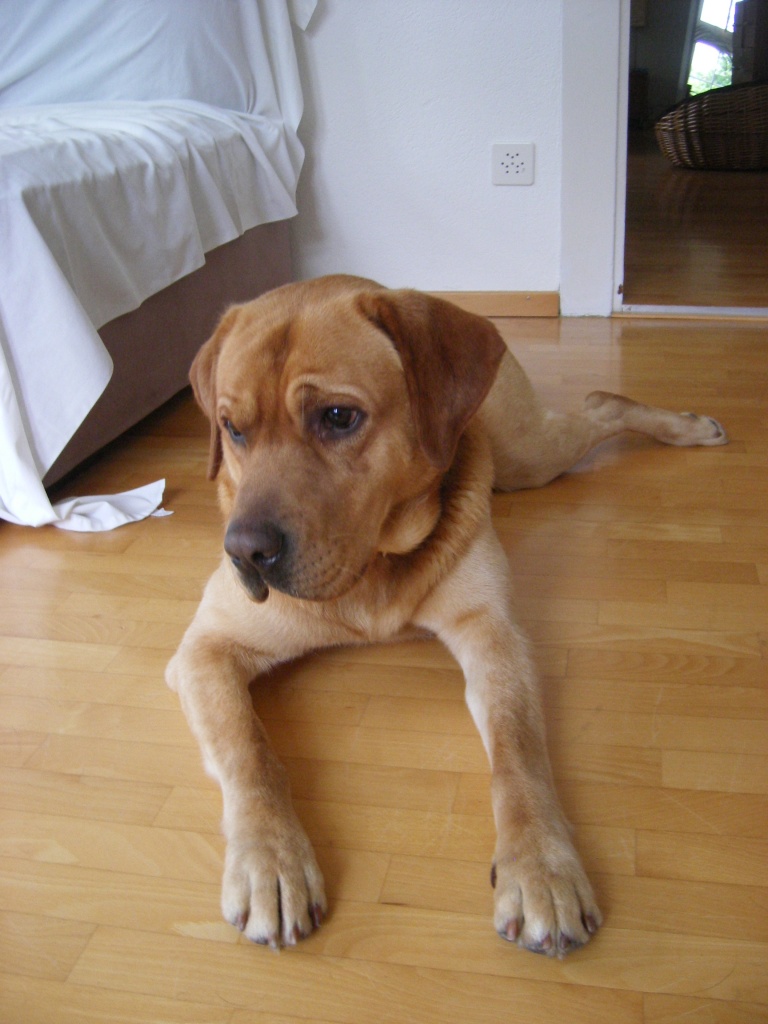2- jährigen Labrador Rüden - Hunde - Schlieren