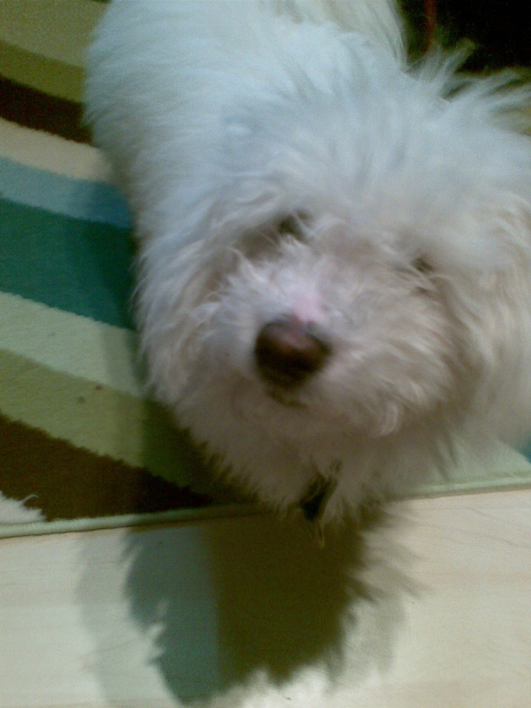 Junger Mallteser abzugeben - Tierboersen - Dormagen