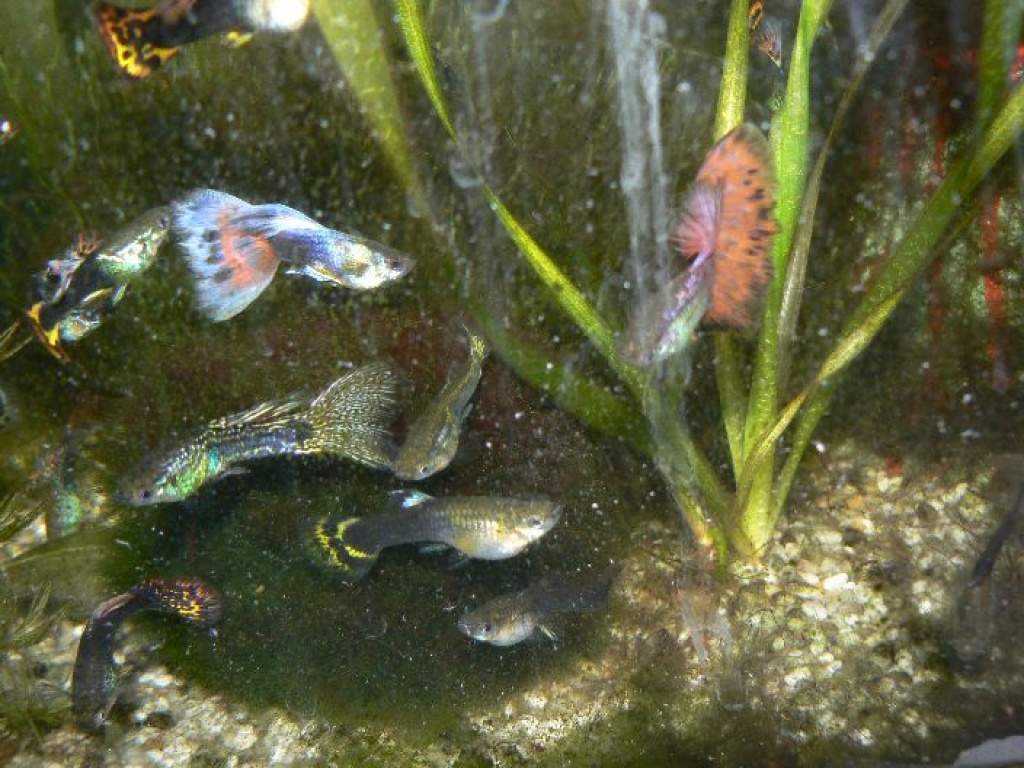 Schöne Guppys abzugeben - Fische - Augsburg