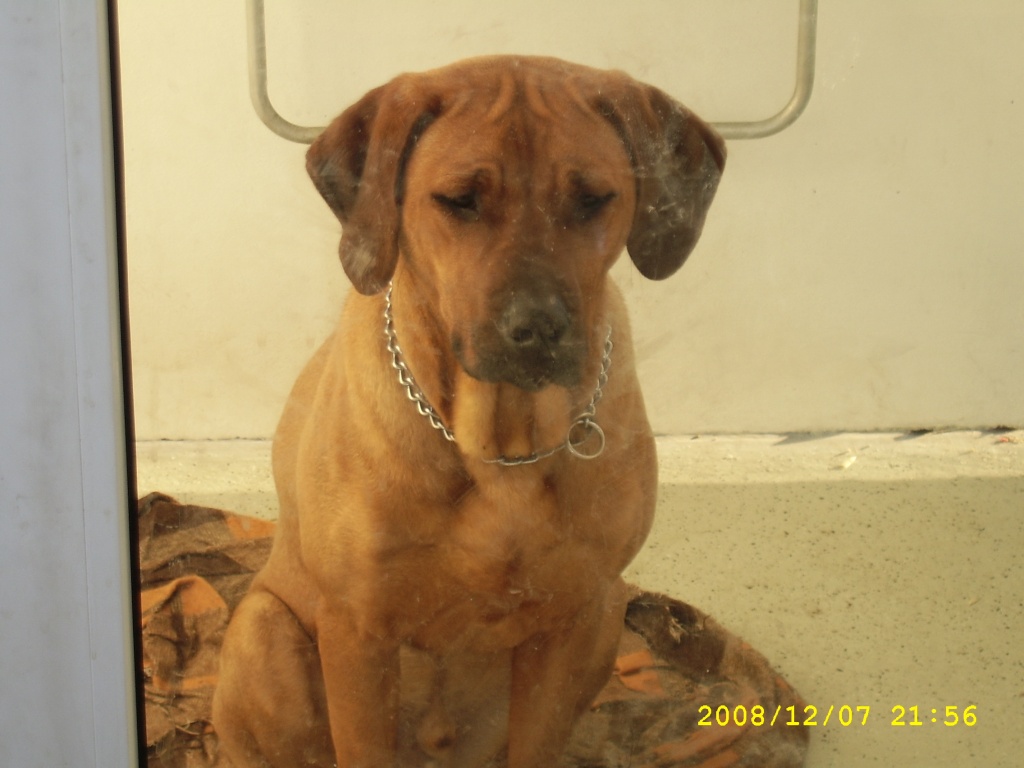 Rhodesian Ridgeback Rüde abzugeben - Hunde - Schipkau