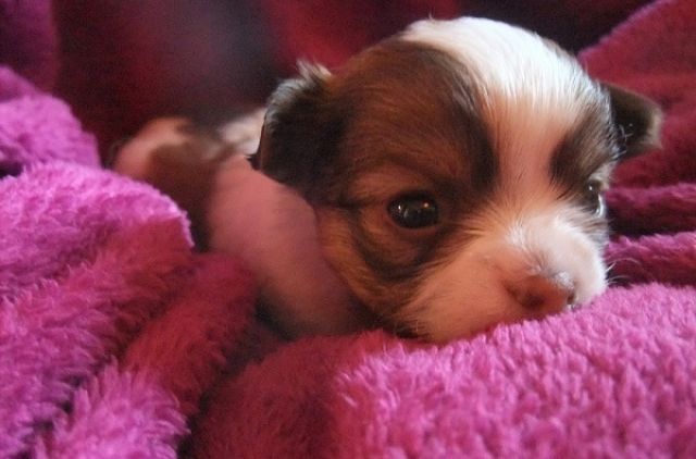 Zuckersüße,typvolle Chihuahuawelpen abzugeben/verkaufen - Hunde - Köln