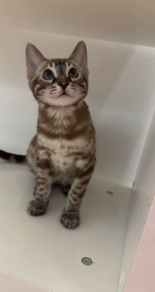 Bengalen mit kompletter Ausstattung - Katzen - Edingen-Neckarhausen