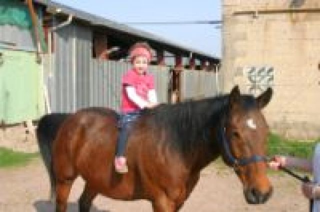 Biete RB auf QH Stute - Reitbeteiligung - Baumholder