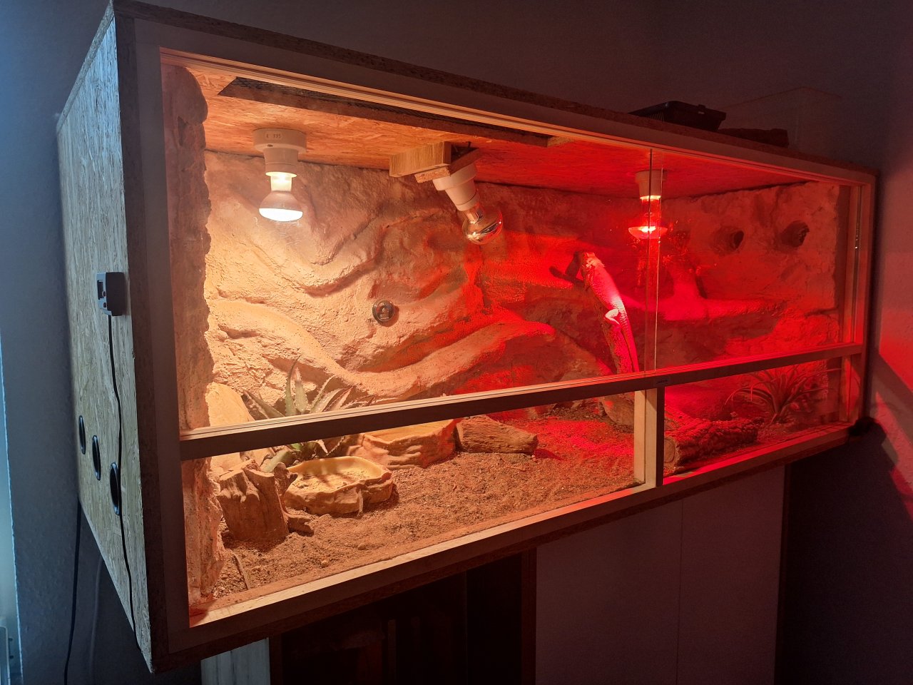 Bartagame mit Terrarium und Zubehör - Reptilien - Oranienburg